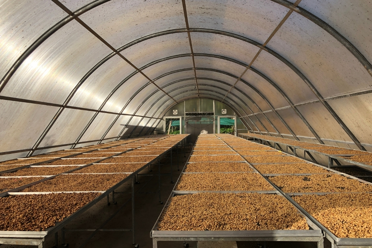 Sấy khô nông sản bằng nguồn năng lượng mặt trời sạch